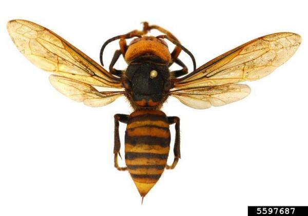 Image for event: Hornets, and Wasps, and Bees, Oh My!