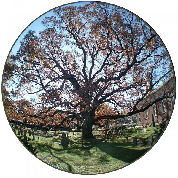 Image for event: &quot;Under the Great Oak&quot;