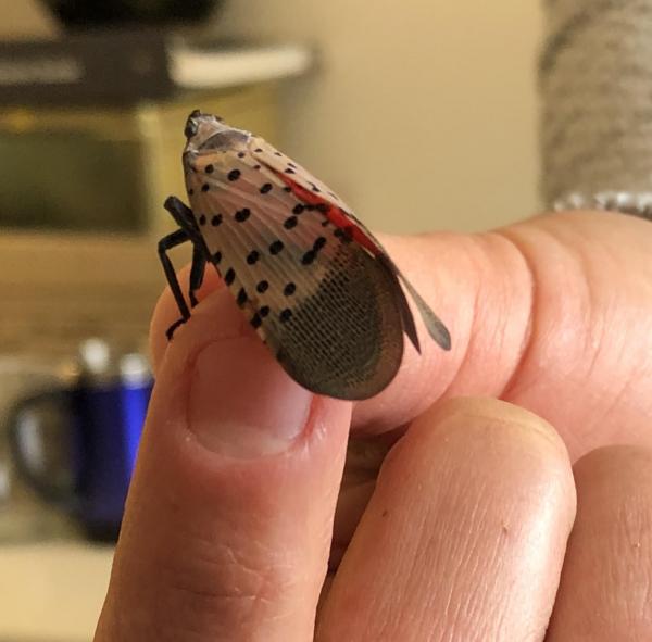 Image for event: The Spotted Lanternfly  