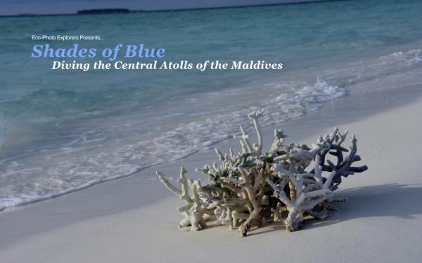 Image for event: Shades of Blue: Diving the Central Atolls of the Maldives