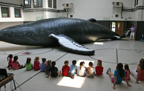 Image for event: Meet Nile, a Life-Sized Humpback Whale